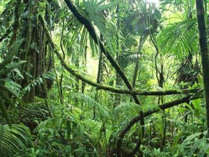 1324511737_vietnam-jungle-forest
